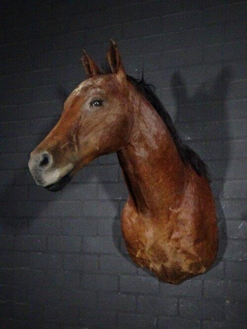 Paard/ veulen (Equus ferus caballus)