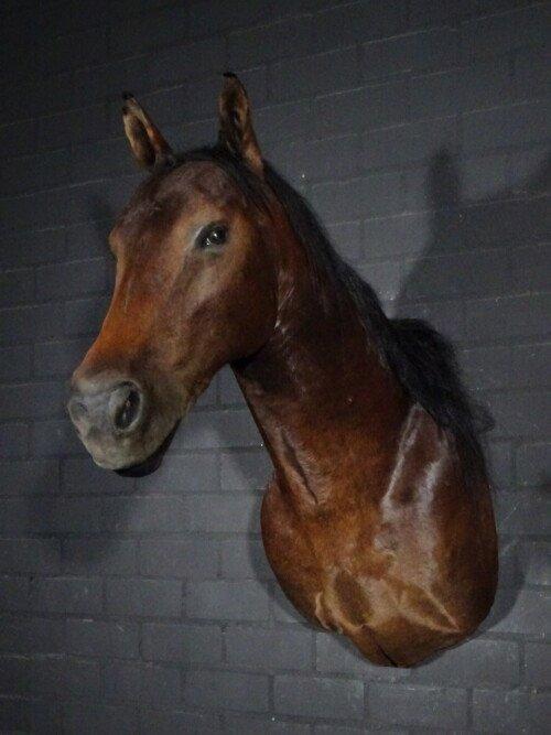 Paard/ veulen (Equus ferus caballus)