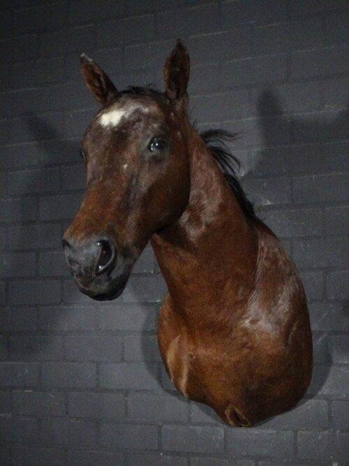 Paard/ veulen (Equus ferus caballus)