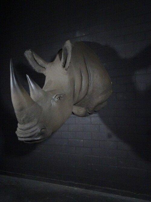 Witte Neushoorn (Ceratotherium simum)