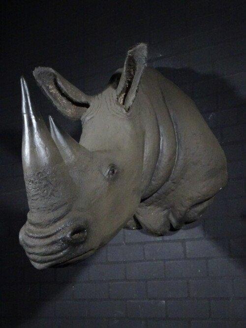 Zwarte neushoorn (Diceros bicornis)
