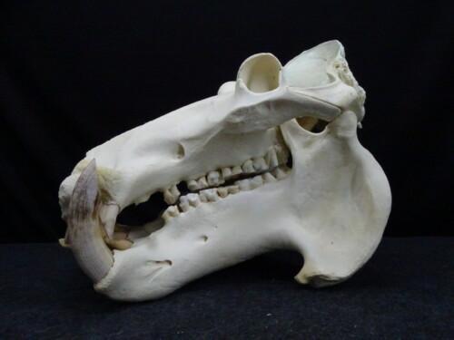 Nijlpaard (Hippopotamus amphibius)