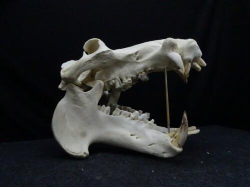 Nijlpaard (Hippopotamus amphibius)