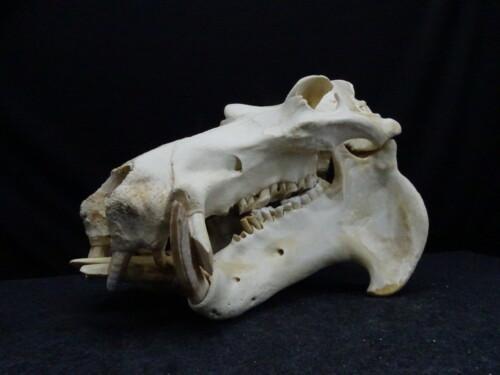Nijlpaard (Hippopotamus amphibius)