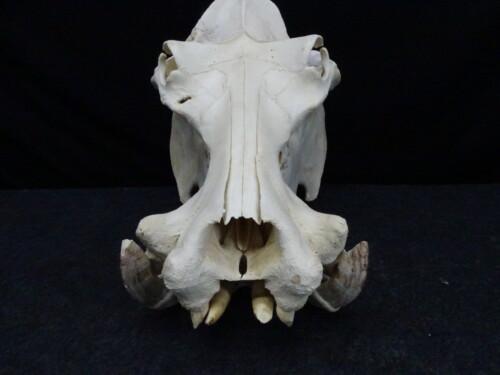 Nijlpaard (Hippopotamus amphibius)