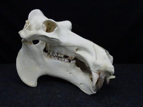 Nijlpaard (Hippopotamus amphibius)