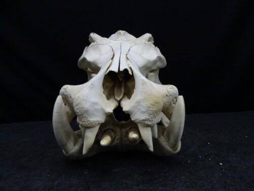 Nijlpaard (Hippopotamus amphibius)
