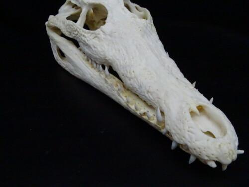 Nijlcrocodil  Abnorm (Crocodylus niloticus)