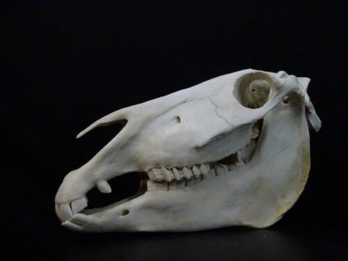Zebra (Equus burchelli)