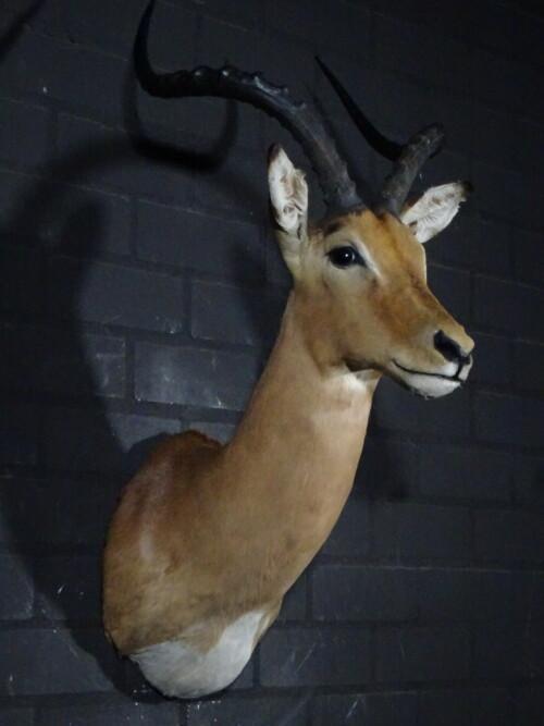 Impala (Aepyceros melampus)