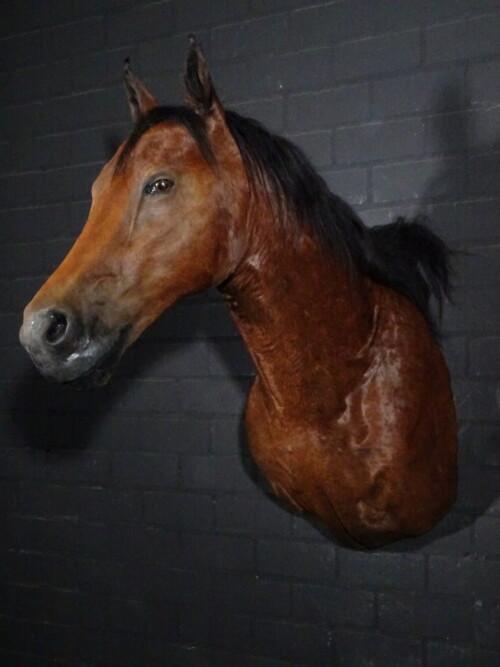 Paard/ veulen (Equus ferus caballus)