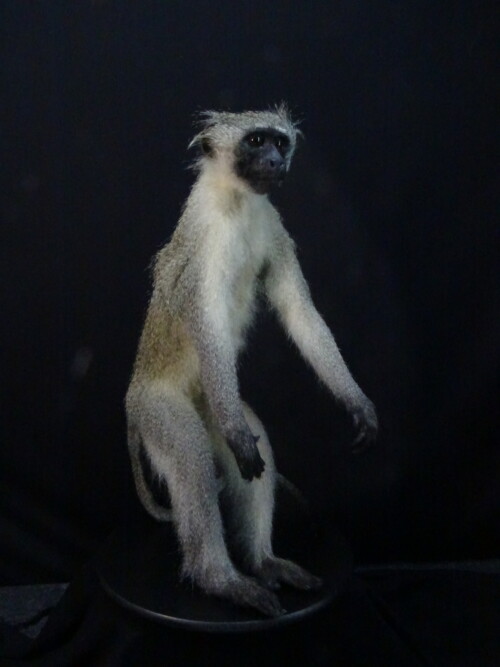 Vervet Aap  (Chlorocebus pygerythrus)