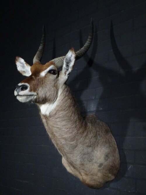 Waterbok (Kobus ellipsiprymnus)