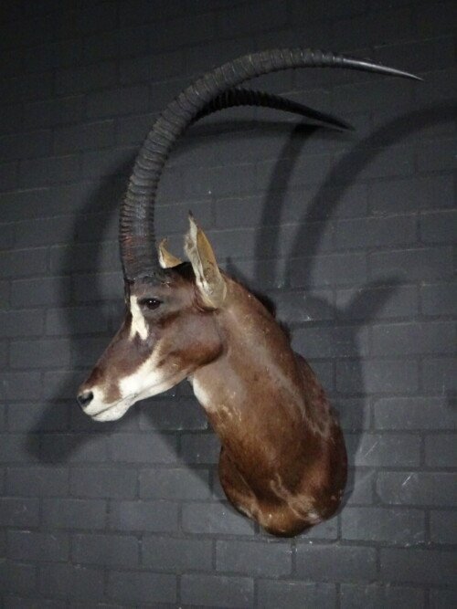 Sabelantilope (Hippotragus niger)