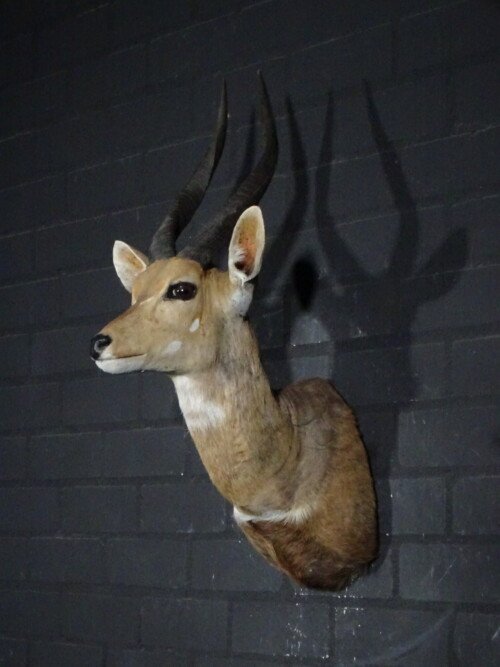 Bushbok (Tragelaphus scriptus)