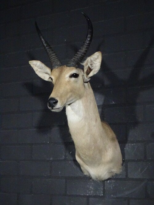 Reedbok (Redunca Redunca)