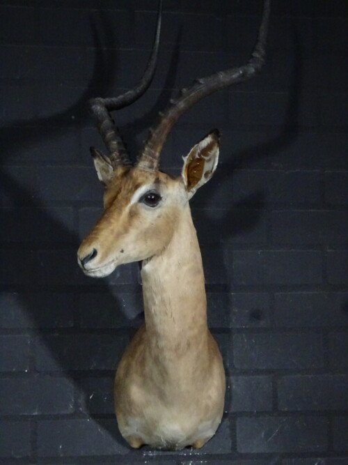 Impala (Aepyceros melampus)