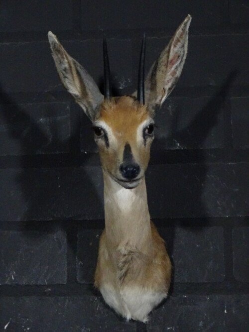 Steenbok (Raphicerus campestris)