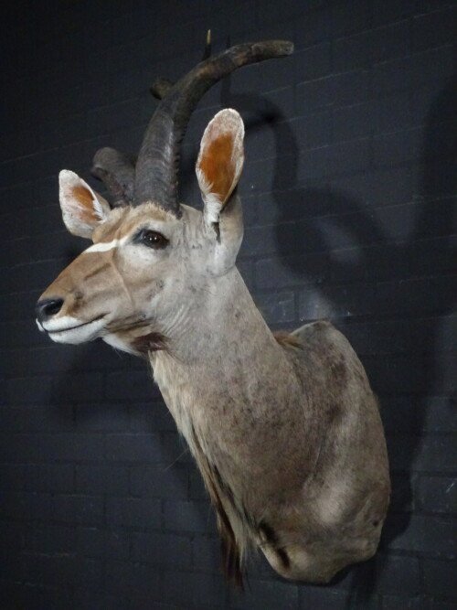 Grote Kudu (Tragelaphus strepsiceros)