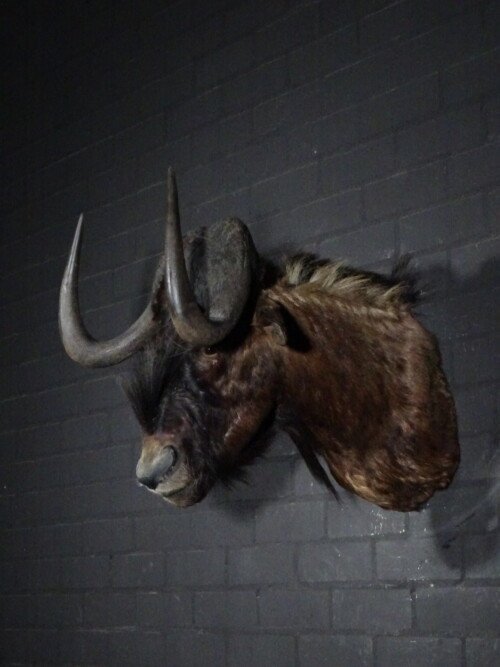 Black wildebeest (Connochaetes gnou)