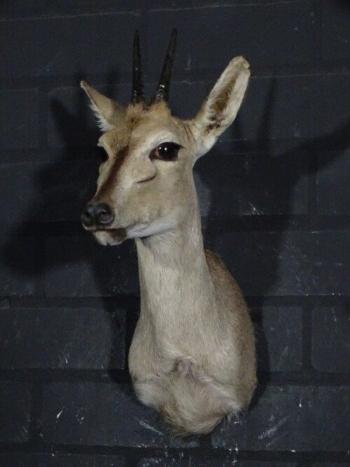 Duiker (Sylvicapra grimmia)