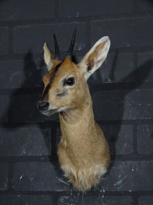 Duiker (Sylvicapra grimmia)