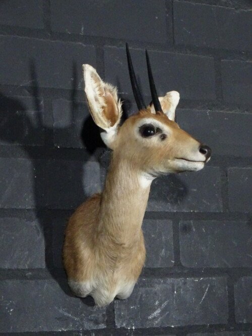 Steenbok (Raphicerus campestris)