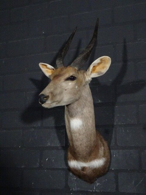 Bushbok (Tragelaphus scriptus)