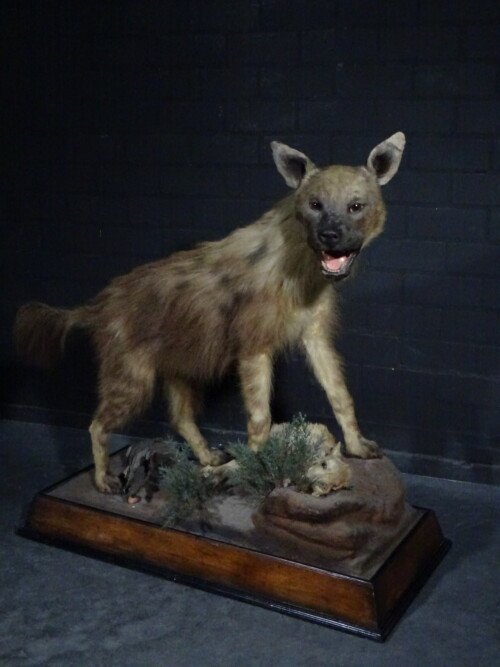 Bruine Hyena (Hyaena brunnea)