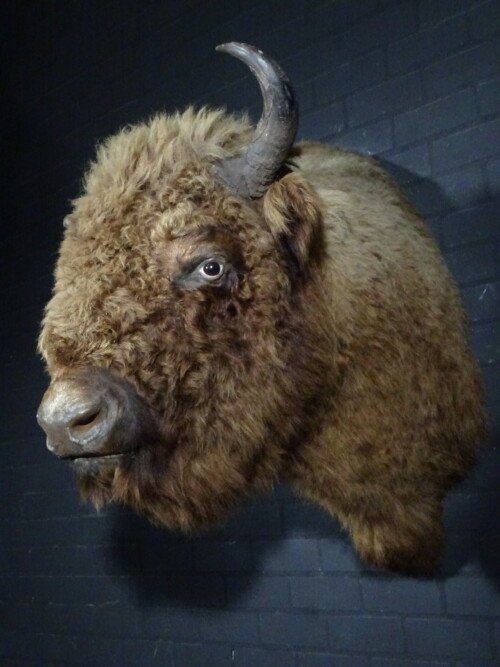 Europese Bison  (Bison bonasus)