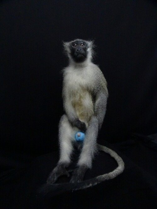 Vervet Aap  (Chlorocebus pygerythrus)