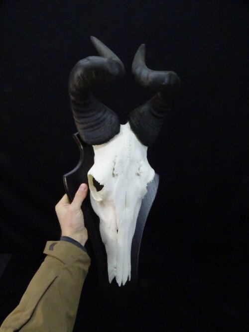 lichtenstein Hartebeest  (Alcelaphus buselaphus lichtensteinii)
