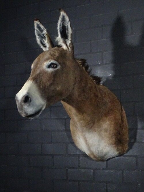 Ezel (Equus africanus asinus)