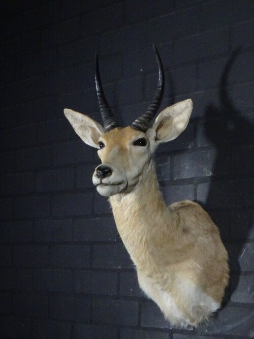 Reedbok (Redunca Redunca)