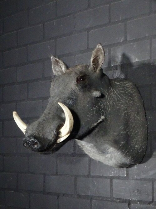 Warthog (Phacochoerus africanus)