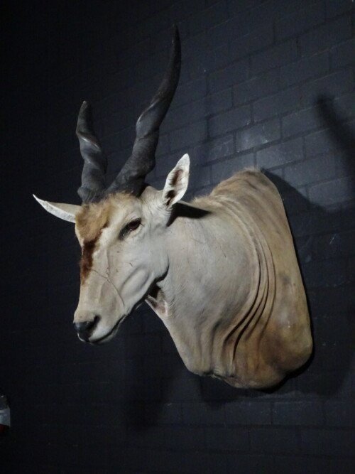 Elandantilope (Taurotragus oryx)