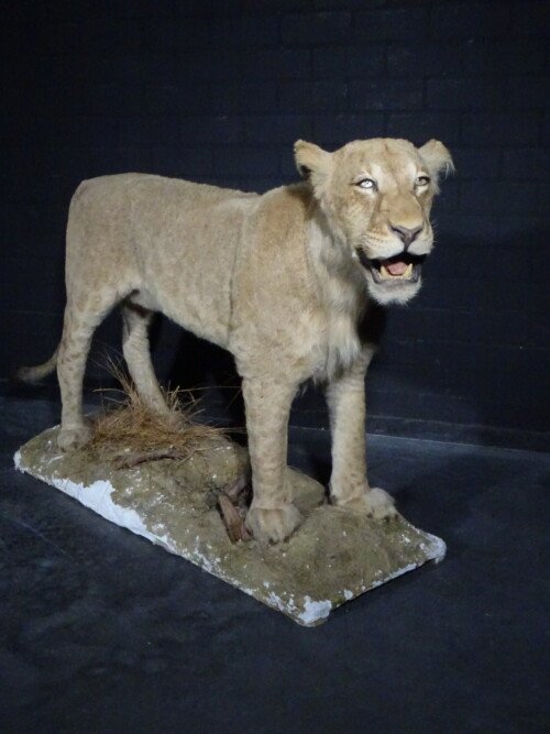 Leeuw (Panthera Leo)