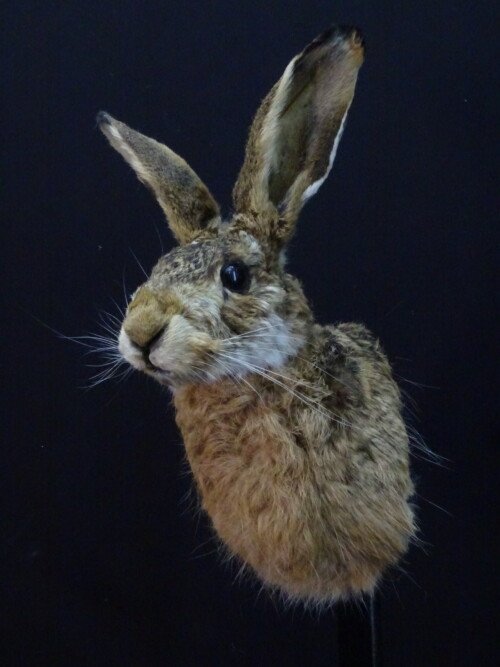 Haas (Lepus europaeus)