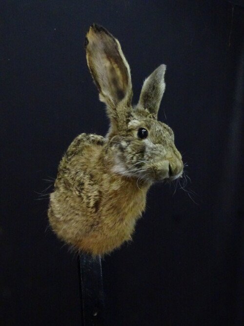 Haas (Lepus europaeus)