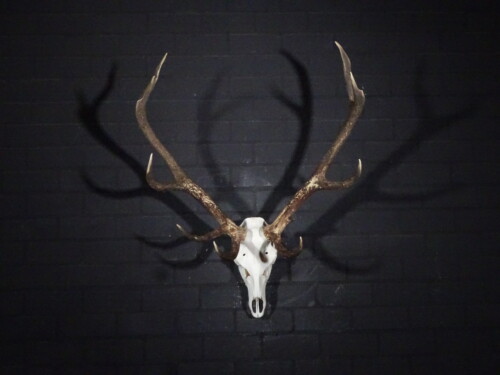 Edelhert (Cervus elaphus)
