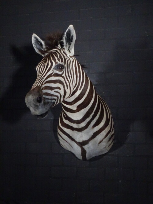 Zebra (Equus burchelli)