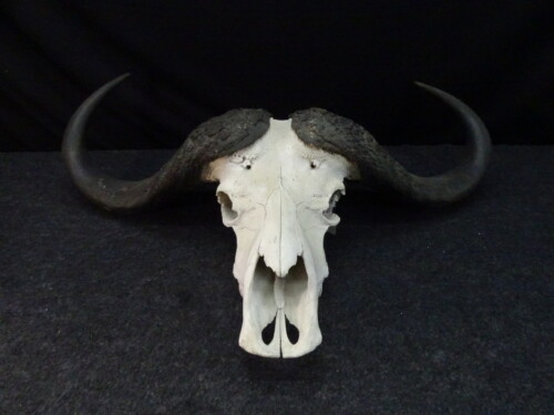 Kafferbuffel (Syncerus caffer)