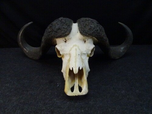 Kafferbuffel (Syncerus caffer)