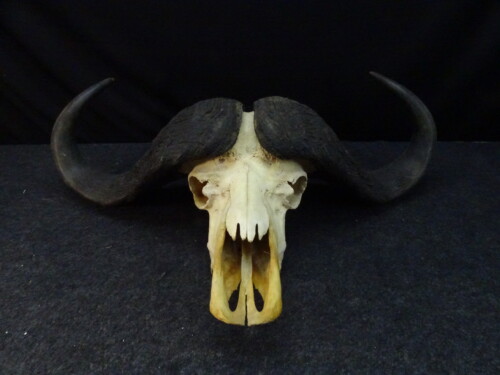 Kafferbuffel (Syncerus caffer)