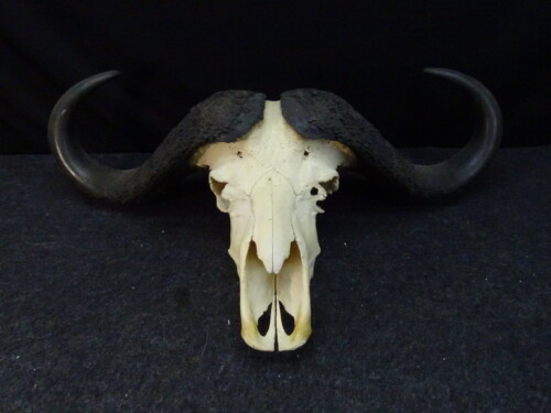 Kafferbuffel (Syncerus caffer)