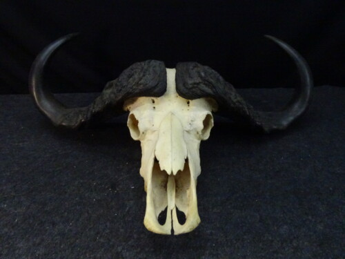 Kafferbuffel (Syncerus caffer)