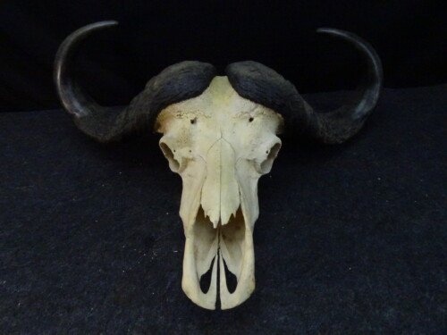 Kafferbuffel (Syncerus caffer)