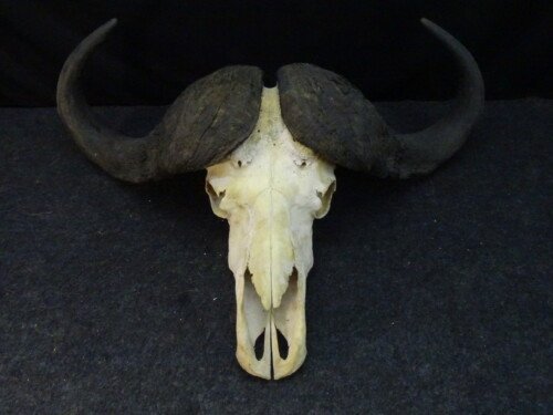 Kafferbuffel (Syncerus caffer)