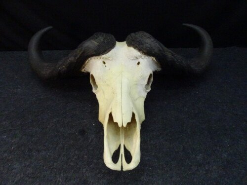 Kafferbuffel (Syncerus caffer)