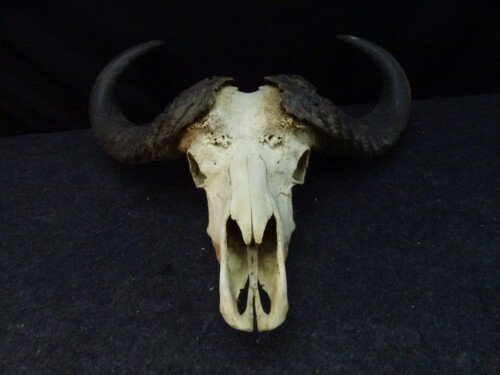 Savanne buffel (Syncerus caffer brachyceros)